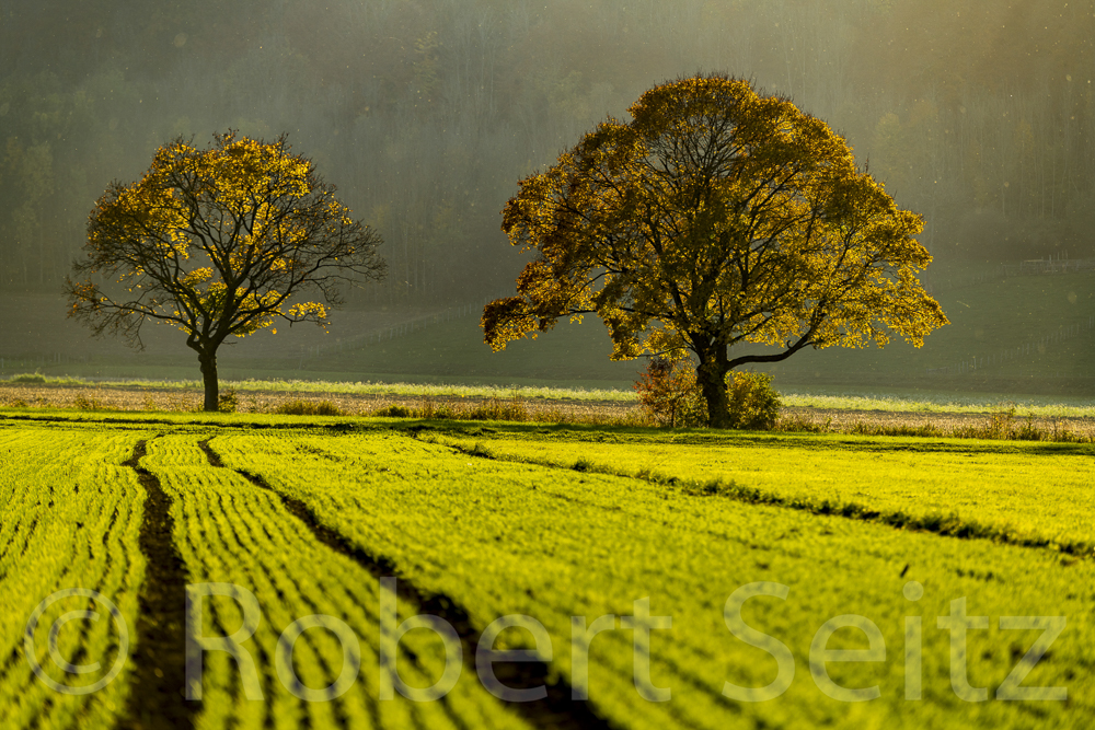 Platz 6 Robert Seitz